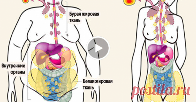 Внимание! Это простое аптечное средство поможет вам быстро сбросить лишние килограммы!