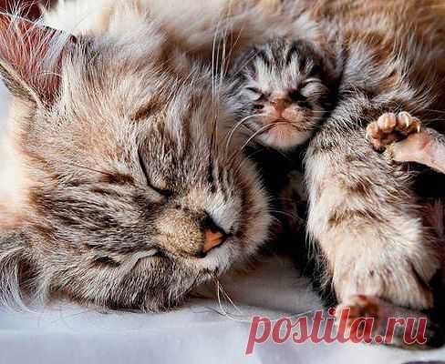 Без кота и жизнь не та ツ