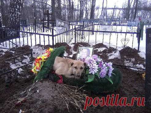 Не предадут, не кинут, не подставят. И за обиду вам не отомстят никак. В беде не бросят, умирать вас не оставят... Любить учитесь, люди, у собак.