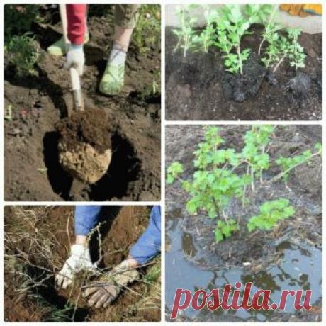 Что нужно знать о пересадке крыжовника