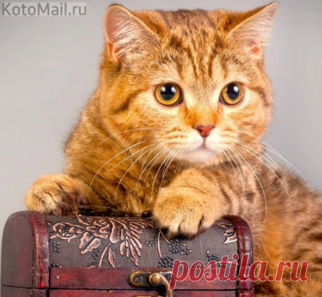 Я сокровище - ничего дороже нет)))