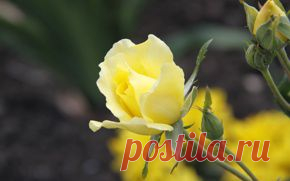 Цветы обои на рабочий стол - страница 8