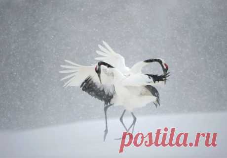 «Дикий» фотограф Винсент Мунье