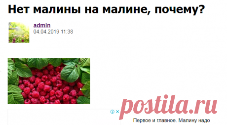 Нет малины на малине, почему? - Садоводка