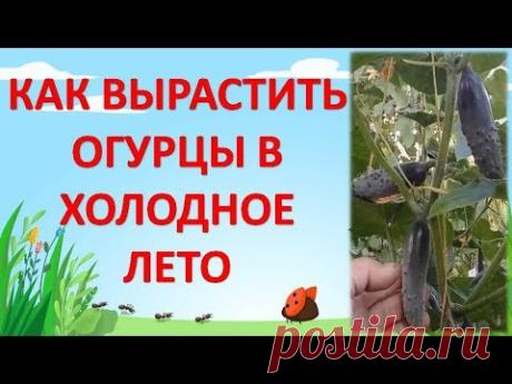 КАК ВЫРАЩИВАТЬ ОГУРЦЫ В ОТКРЫТОМ ГРУНТЕ В ХОЛОДНОЕ ЛЕТО