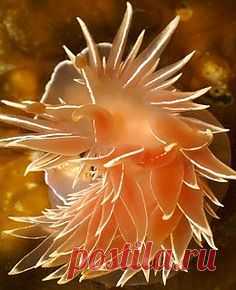 Nudibranch seaslug blue , from Iryna | Under The Sea