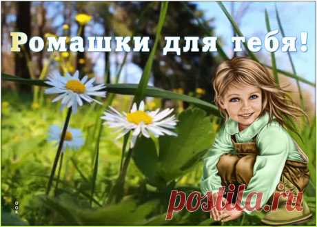 Красивая открытка с ромашками
