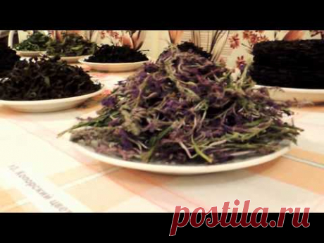 Копорский чай зелёный, жёлтый, красный, чёрный и плиточный (tea).