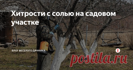 Хитрости с солью на садовом участке Про соду, и горчицу уже рассказала. А вот еще и соль нам в помощь! Оказывается, с помощью обычной поваренной соли можно избавиться от многих садовых недугов и предотвратить различные заболевания.
И так, записываем советы про соль!
1. Избавится от хрена, который разросся там, где уже не нужно, можно с помощью соли. Срежьте листья, и засыпьте место среза солью.
2. До распускания почек садовые деревь