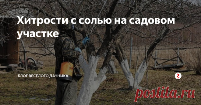Хитрости с солью на садовом участке Про соду, и горчицу уже рассказала. А вот еще и соль нам в помощь! Оказывается, с помощью обычной поваренной соли можно избавиться от многих садовых недугов и предотвратить различные заболевания.
И так, записываем советы про соль!
1. Избавится от хрена, который разросся там, где уже не нужно, можно с помощью соли. Срежьте листья, и засыпьте место среза солью.
2. До распускания почек садовые деревь