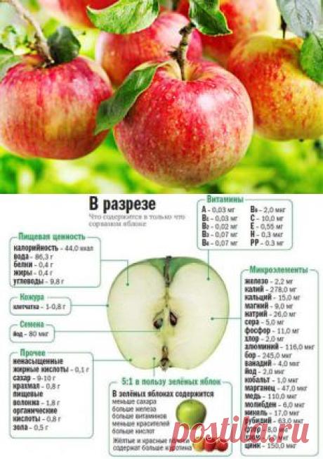 Яблочная диета – польза или вред? Очищение организма яблоками