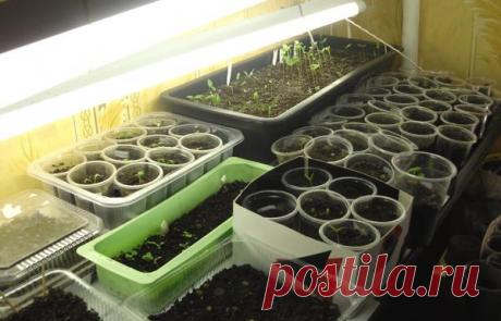 Парник для весенней рассады / парники / 7dach.ru