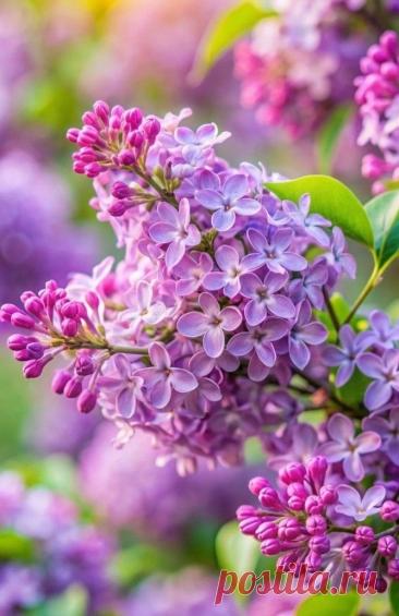 Пин на доске яСИРЕНЬ