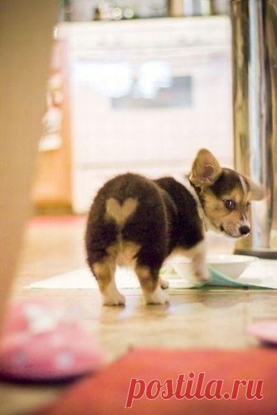 Совершенное счастье под названием вельш-корги пемброк. corgi-butt-pics32 – Мой мир в фотографиях