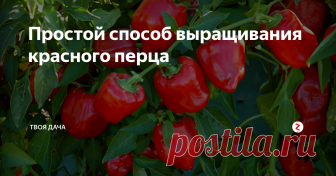 Простой способ выращивания красного перца Перец можно встретить на многих огородах. При правильном уходе, культура отличается хорошей урожайностью, позволяя получить с каждого куста – 10-15 кг плодов. Но многие дачники хотят не только обильного плодоношения, но еще и крупных плодов. Добиться этого совсем несложно. Нужно лишь придерживаться простых, проверенных советов специалистов.
Выбор сорта и посадка. Многое зависит от правильного выбо