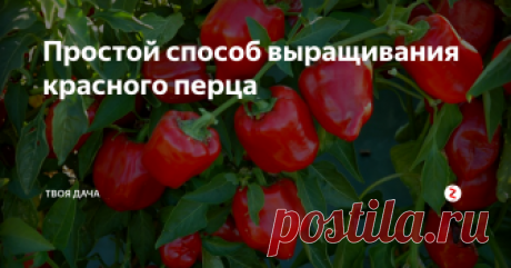 Простой способ выращивания красного перца Перец можно встретить на многих огородах. При правильном уходе, культура отличается хорошей урожайностью, позволяя получить с каждого куста – 10-15 кг плодов. Но многие дачники хотят не только обильного плодоношения, но еще и крупных плодов. Добиться этого совсем несложно. Нужно лишь придерживаться простых, проверенных советов специалистов.
Выбор сорта и посадка. Многое зависит от правильного выбо