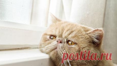 Россиянка добилась компенсации от ветклиники, неудачно прооперировавшей ее кота. Красногвардейский районный суд Санкт-Петербурга вынес решение в пользу местной жительницы, у которой ветеринары неудачно прооперировали кота. Об этом сообщает &quot;Мойка78&quot; со ссылкой на объединенную пресс-службу судов города. Как ...