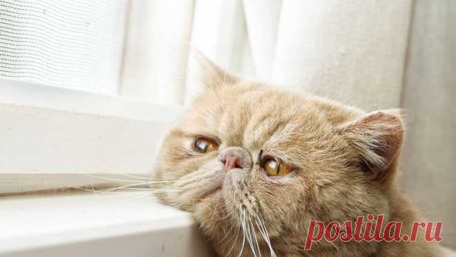 Россиянка добилась компенсации от ветклиники, неудачно прооперировавшей ее кота. Красногвардейский районный суд Санкт-Петербурга вынес решение в пользу местной жительницы, у которой ветеринары неудачно прооперировали кота. Об этом сообщает "Мойка78" со ссылкой на объединенную пресс-службу судов города. Как ...