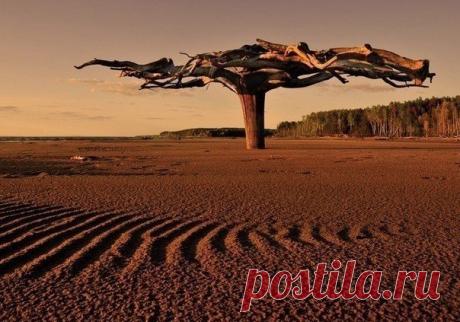 Это необычное чудо-дерево находится в верховье реки Камы. А необычность его -в том, что оно вкопано в песок корнями вверх, размах которых составляет 5-6 метров. / Speleologov.Net - мир кейвинга