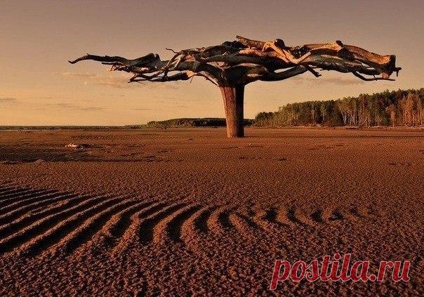 Это необычное чудо-дерево находится в верховье реки Камы. А необычность его -в том, что оно вкопано в песок корнями вверх, размах которых составляет 5-6 метров. / Speleologov.Net - мир кейвинга