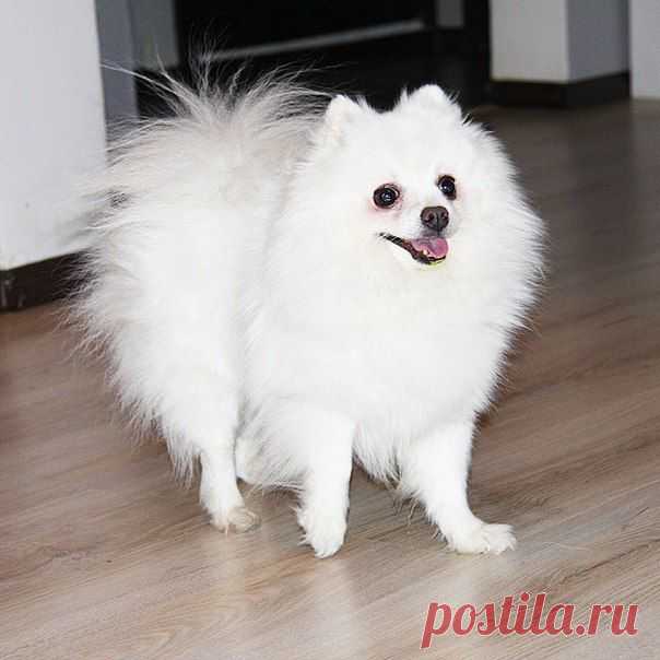 наши шпицы