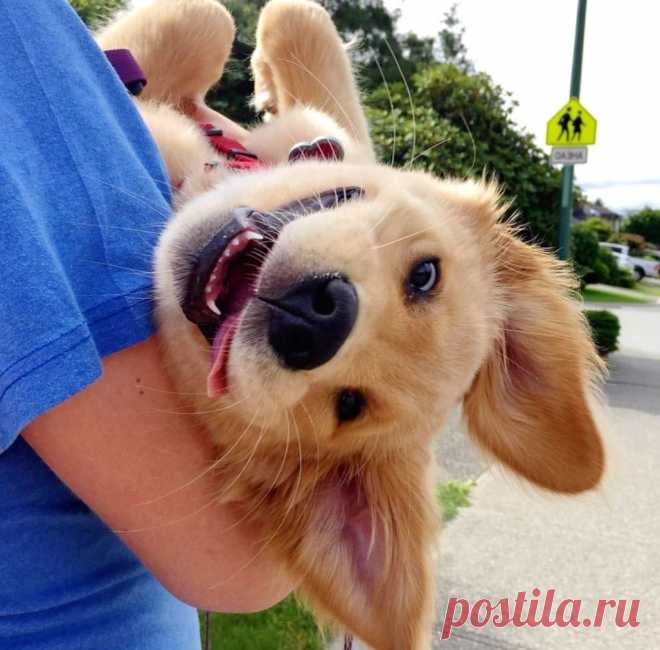 Прикольные картинки с Собаками (77 картинок) - ФУДИ