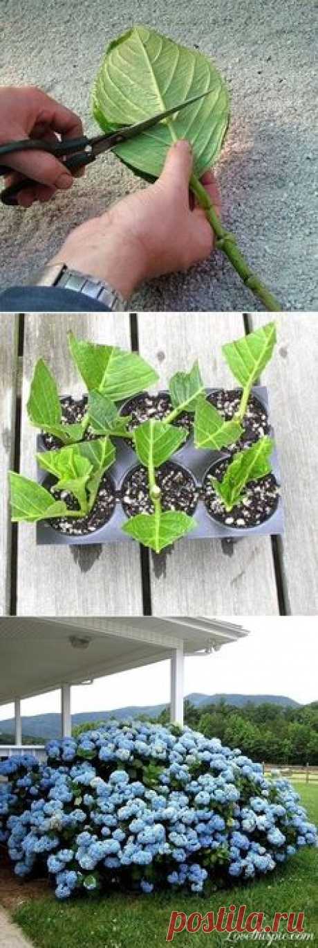 DIY esquejes de hortensia raíz / Лайфхак, полезные советы / дачник / Pinme.ru