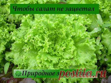 Чтобы салат не зацветал