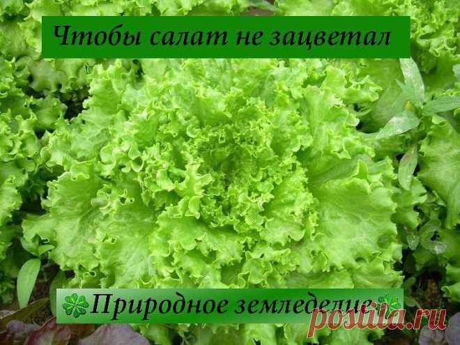 Чтобы салат не зацветал