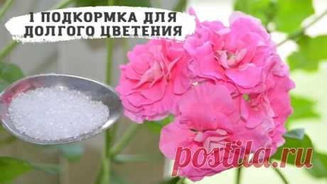 Чудо-удобрение для ГЕРАНИ. ОБИЛЬНОЕ ЦВЕТЕНИЕ без ХИМИИ - смотреть онлайн в поиске Яндекса по Видео