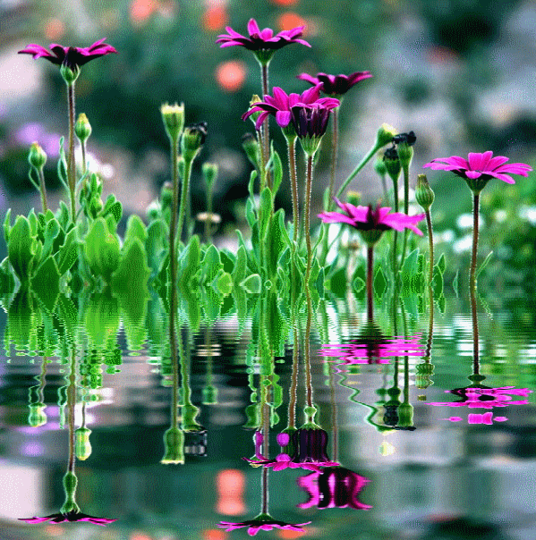 animacii-cvety-1.gif (599×604)