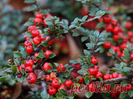 Пираканта — как выращивать южную красавицу в средней полосе? Виды и сорта, особенности ухода. Фото — Ботаничка.ru