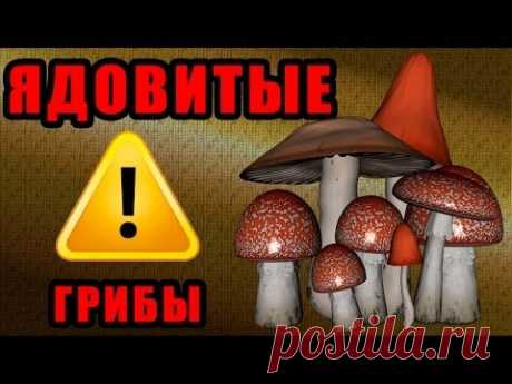 Ядовитые грибы