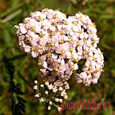 Звёздочки тысячелистника.