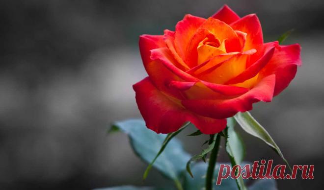 Обои роза, roses, flowers , раздел Цветы, размер 2560x1440 HDTV -  картинку на рабочий стол и телефон