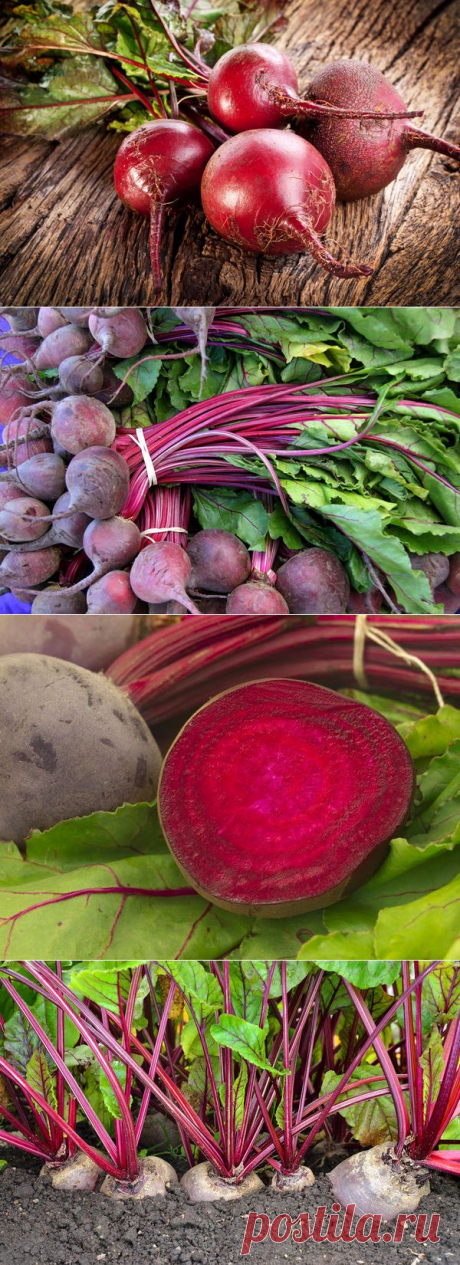 Свекла: признаки зрелости и сроки сбора