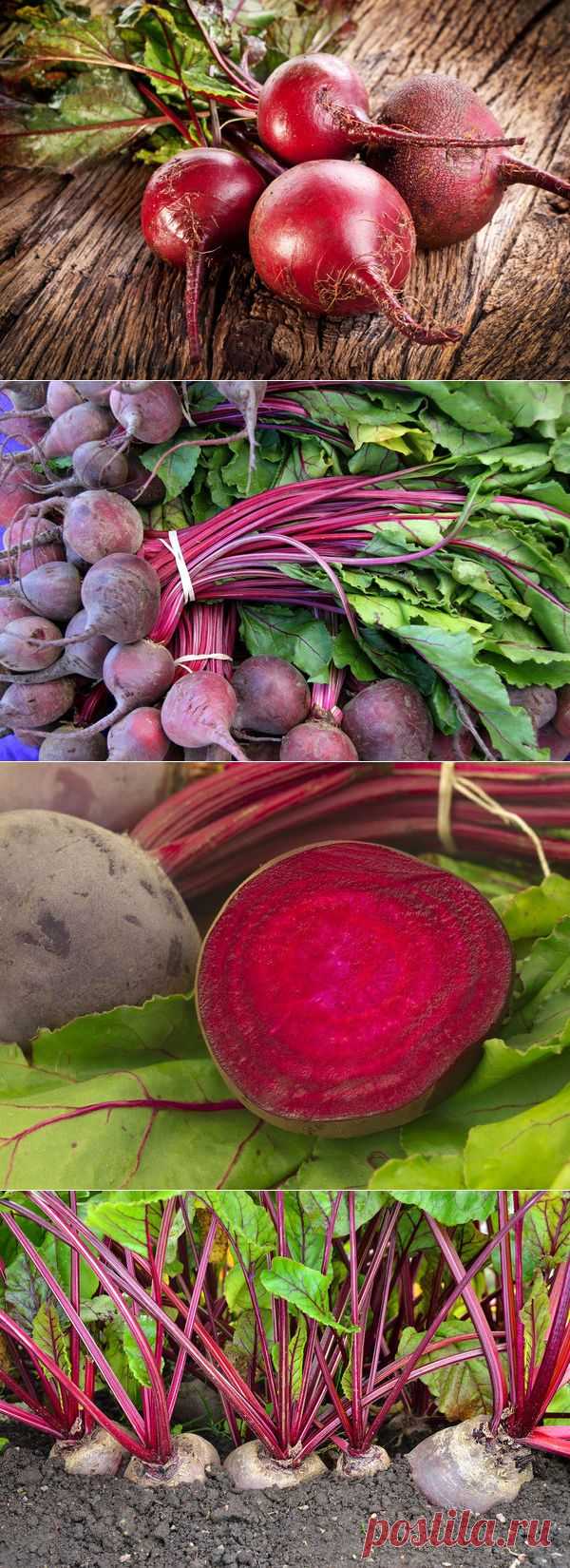 Свекла: признаки зрелости и сроки сбора