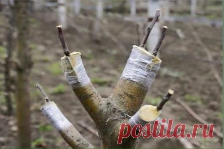 Урожай в первый же год! Прививаем груши и яблони Обычно прививают черенками с почками роста, которые дают плоды на третий-четвертый год. Я же получаю урожай в год прививки.