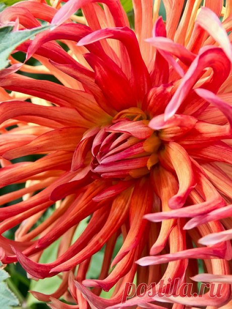 Bed Head Dahlia at Swan Island Dahlias near Canby, Oregon | Flickr
