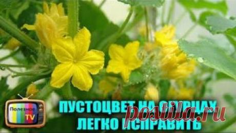 ПУСТОЦВЕТ НА ОГУРЦАХ СЕКРЕТНЫЙ ПРИЕМ И ОГУРЦОВ БУДЕТ МНОГО
