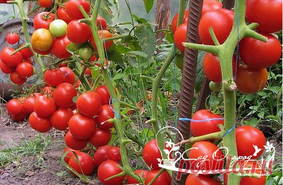 ВЫРАЩИВАНИЕ РАССАДЫ ТОМАТОВ ПРИ НЕДОСТАТОЧНОМ КОЛИЧЕСТВЕ СЕМЯН.