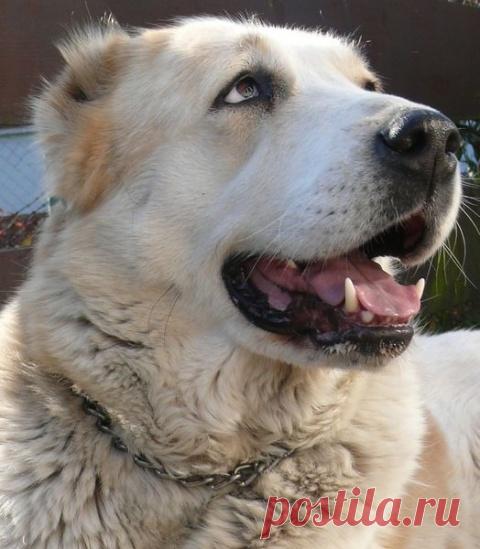 Правда о Собаках. Документальный фильм