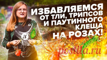 ТЛЯ, ТРИПСЫ, ПАУТИННЫЙ КЛЕЩ. ЛЕЧИМ РОЗЫ ОТ ВРЕДИТЕЛЕЙ ПРАВИЛЬНО! | Семена Алтая. Дачные советы от Виктории Карелиной | Дзен