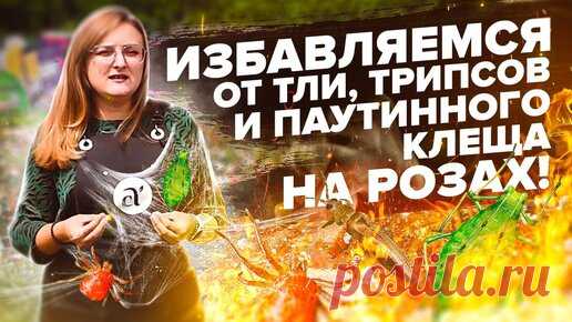 ТЛЯ, ТРИПСЫ, ПАУТИННЫЙ КЛЕЩ. ЛЕЧИМ РОЗЫ ОТ ВРЕДИТЕЛЕЙ ПРАВИЛЬНО! | Семена Алтая. Дачные советы от Виктории Карелиной | Дзен
