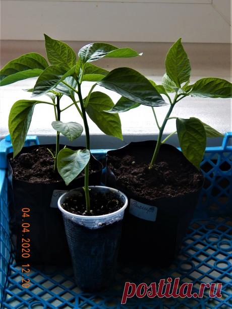 Стереотипы сломлены не зря или ещё раз о заглублении рассады сладкого перца. | Цветочная душа | Яндекс Дзен