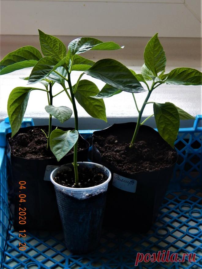 Стереотипы сломлены не зря или ещё раз о заглублении рассады сладкого перца. | Цветочная душа | Яндекс Дзен