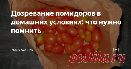 Дозревание помидоров в домашних условиях: что нужно помнить Думаю, невозможно удивить кого-то тем, что томаты часто срывают недоспелыми. А потом ставят на дозаривание.
Что насчет степени спелости
Предлагают разобраться со степенью спелости помидоров:
молочная наступает когда томаты достигают среднего размера для своего сорта (или чуть большего), но имеют зеленоватый или беловатый цвет.