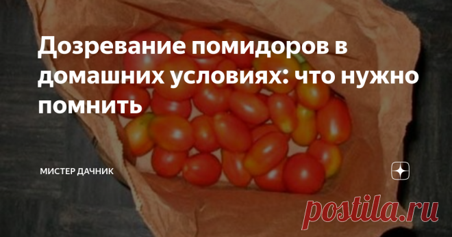 Дозревание помидоров в домашних условиях: что нужно помнить Думаю, невозможно удивить кого-то тем, что томаты часто срывают недоспелыми. А потом ставят на дозаривание.
Что насчет степени спелости
Предлагают разобраться со степенью спелости помидоров:
молочная наступает когда томаты достигают среднего размера для своего сорта (или чуть большего), но имеют зеленоватый или беловатый цвет.