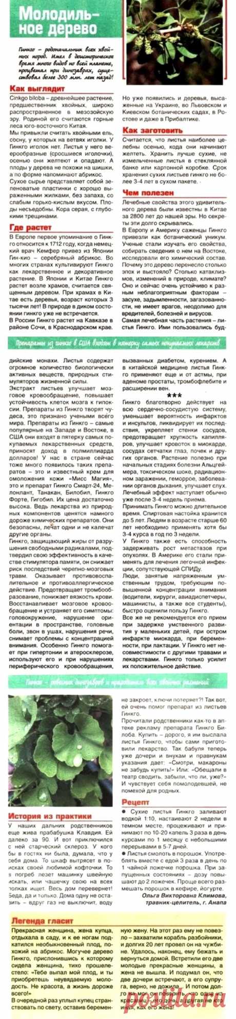 Гинкго билоба - молодильное дерево