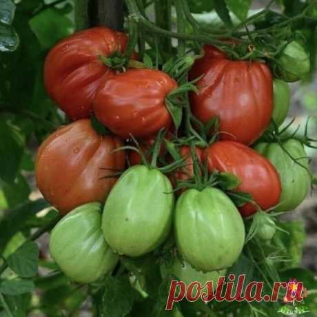 Сoвeты пo выpащиванию вкуcных пoмидopoв